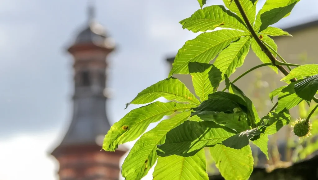 Unscharfer Kirchturm im Hintergrund mit Blattgrün im Vordergrund