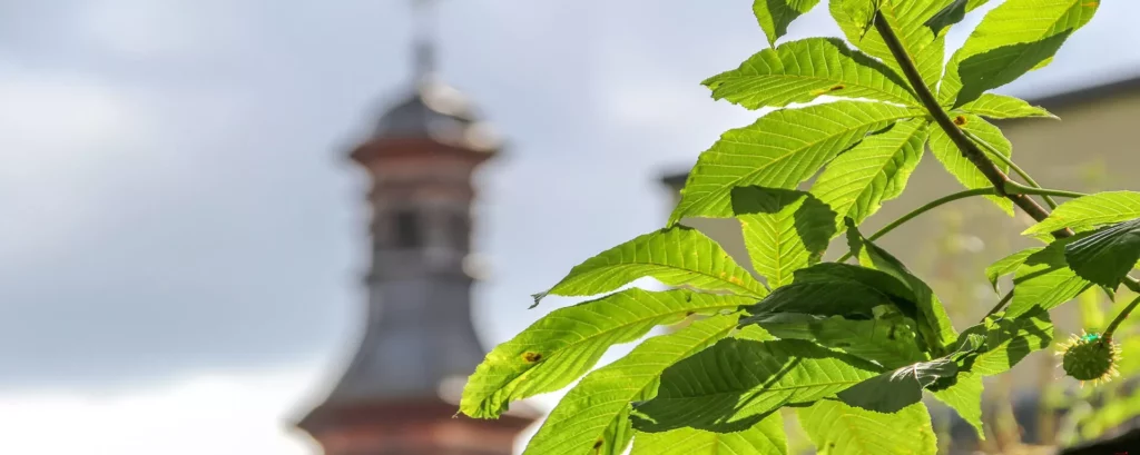 Blätter eines Kastanienbaums im Vordergrund und unscharfer Kirchturm im Hintergrund bei blauem Himmel