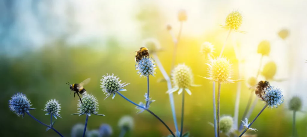 Bienen sitzen auf Disteln und die Sonne strahlt