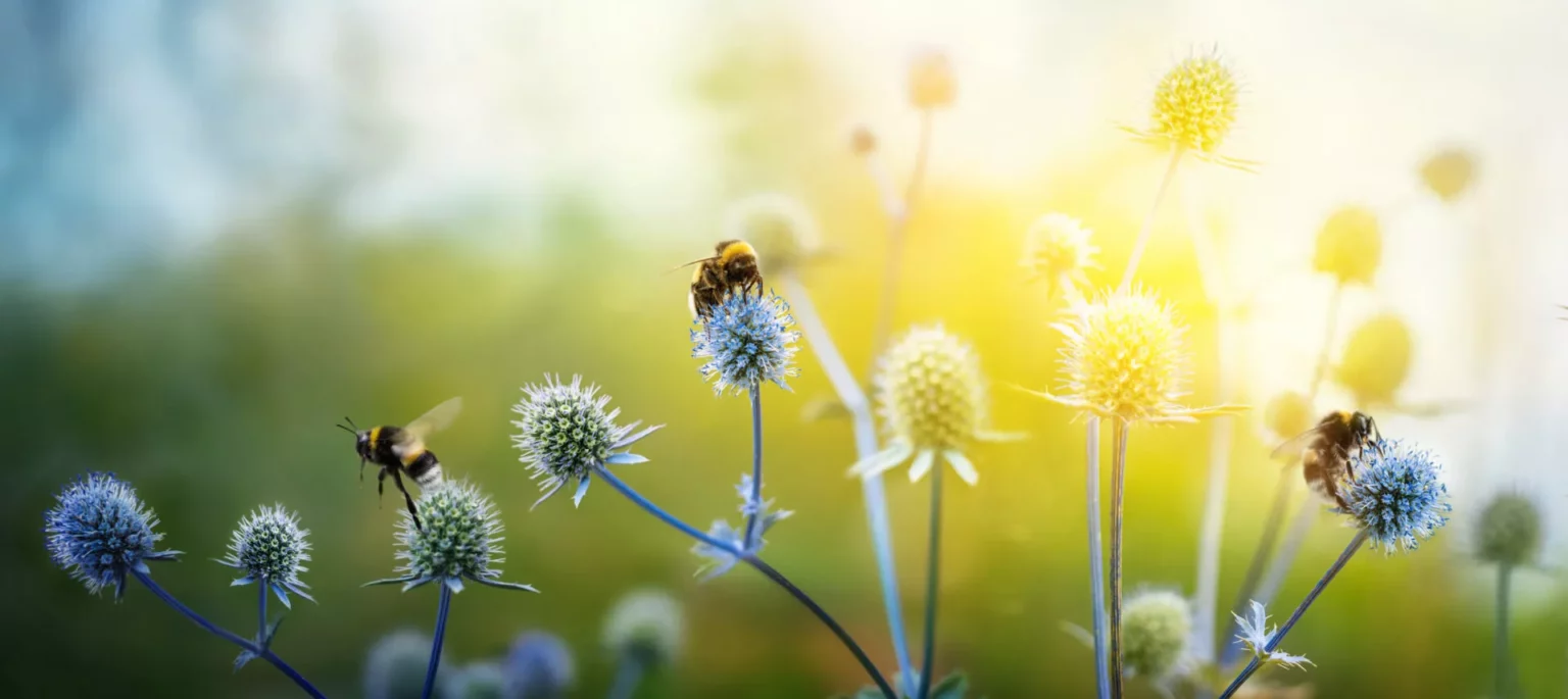 Bienen sitzen auf Disteln und die Sonne strahlt